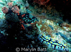 Two very different and beautiful Nudis on the same spot.
... by Marylin Batt 